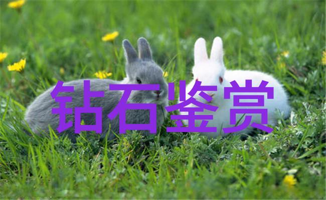 深谙中华魂探索中国传统文化的价值