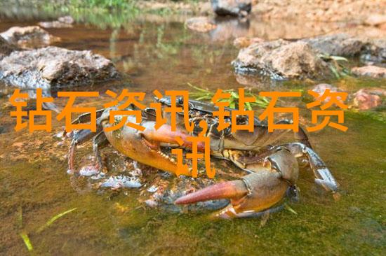 童话故事-小红帽的冒险森林里的魔法与友谊