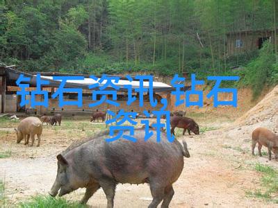 专业的追求卓越的师表之光