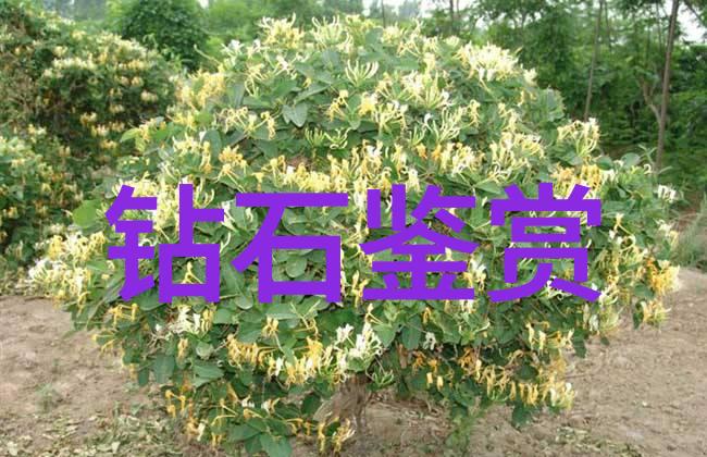 中国十大名玉石传统文化与现代审美的完美融合