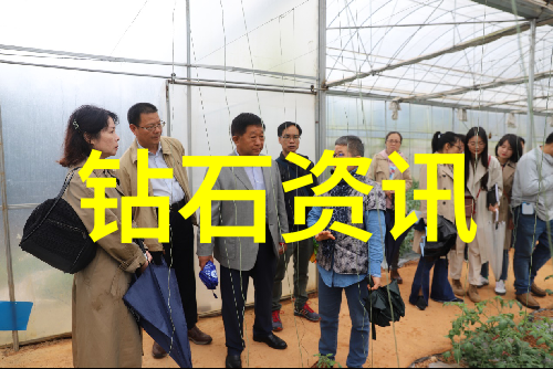 全球钻石王者镶嵌在荣耀之上的璀璨巨星