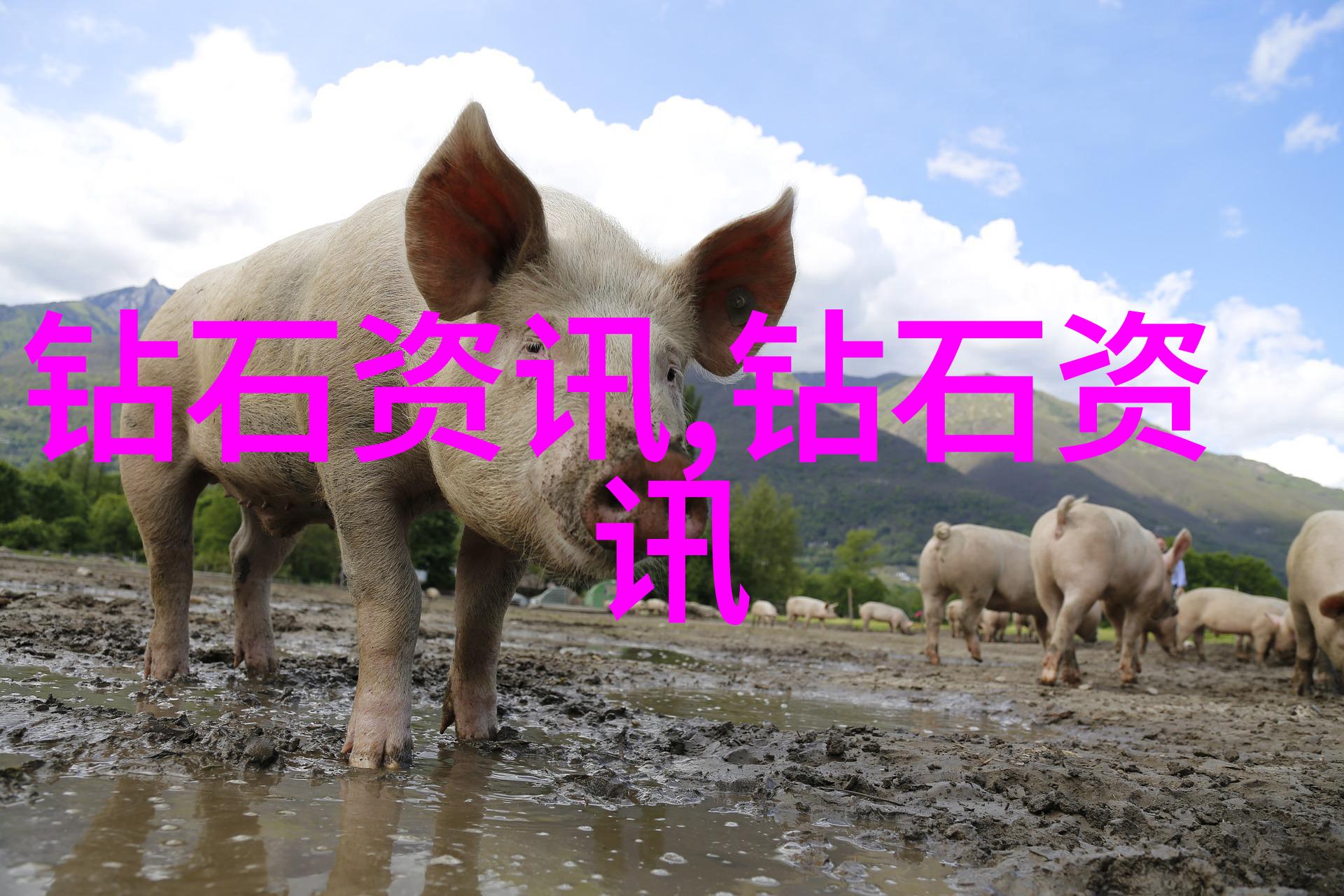 中国传统文化深度探究中国古代礼仪书法艺术与国粹精神