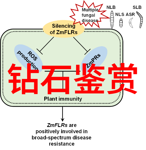 宠物美容师我家的金毛寻回犬变身了小明星