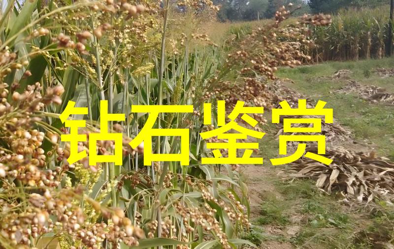 渔村里的海神传说