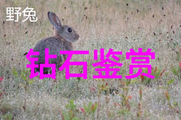 宝石工艺的艺术与科技精雕细琢的美学探究