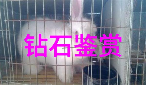 梦境编织者睡前故事的艺术与心理效应研究