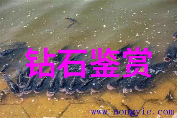 中国地质大学研究生开启地质科学探索的新篇章