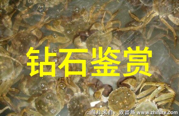 国宝探秘揭秘那些穿越时空的珠宝大侦探