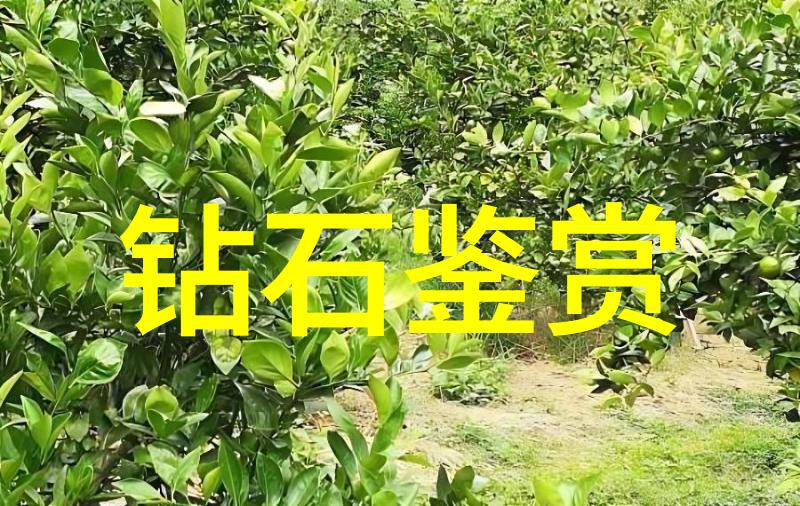 罗密欧与朱丽叶背后的玫瑰秘密
