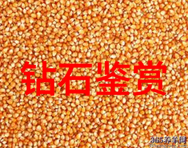 糖果世界中的特殊存在甜蜜的身份探索