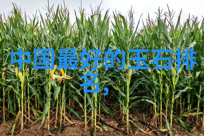 血肉之花历史上的战争与玫瑰