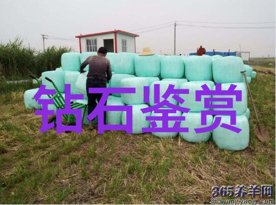 河中央之旅老卫会遇到什么样的挑战和机遇