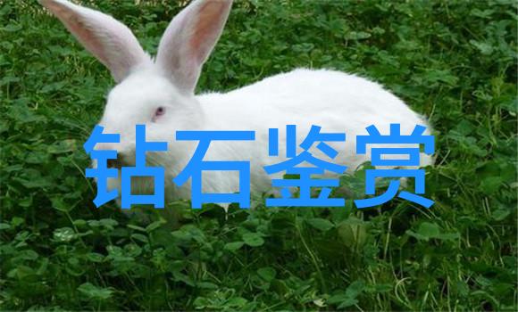 中国行业资讯网我是怎么在这平台上找到满意的行业数据