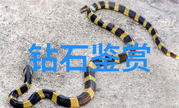 玉石鉴定大师的免费赠礼揭秘珍贵玉器的艺术与价值