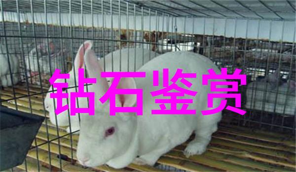 白色的翡翠是最差的吗我觉得你买错了东西