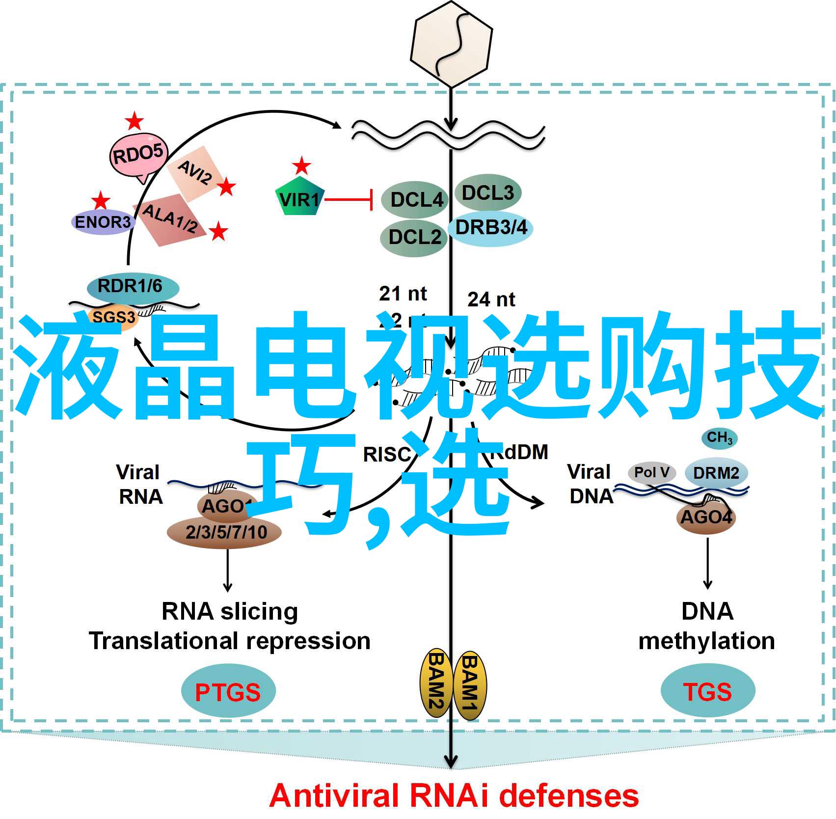 随身空间之重生末世 - 重铸希望在末世的每一寸随身空间中寻找新生的力量