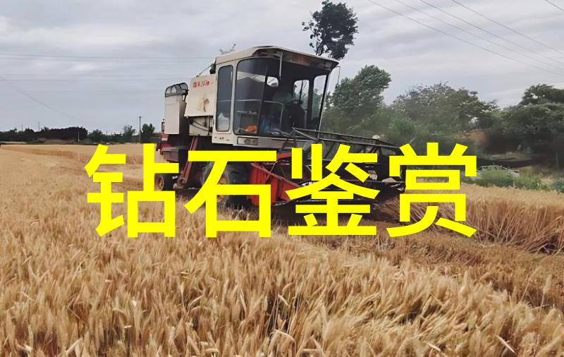 珠宝的魅力与意义