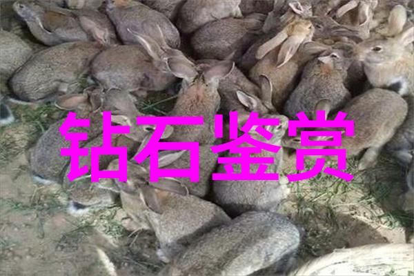室内艺术设计我的家变成了画廊如何打造生活中的艺术空间