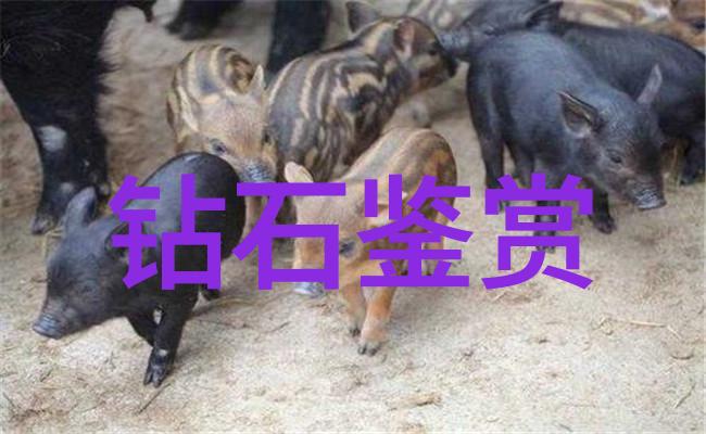 天然翡翠收藏价值翡翠的自然之美与投资潜力