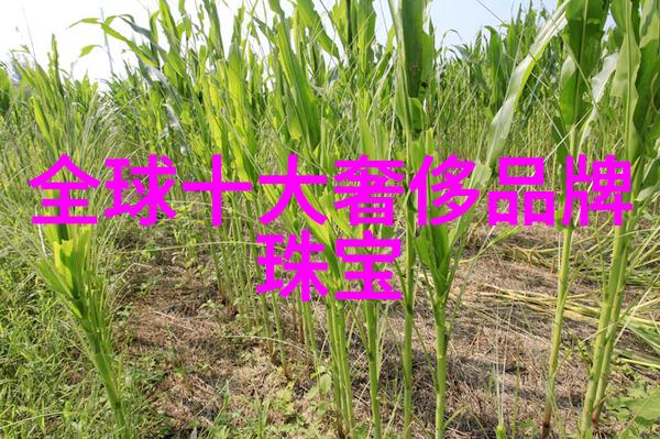 钻石资讯钻石行业动态钻石价格走势钻石市场分析
