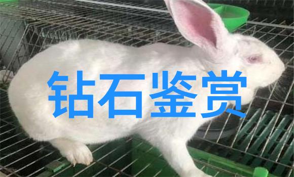 佛山珠宝设计培训课程将涵盖哪些核心知识点