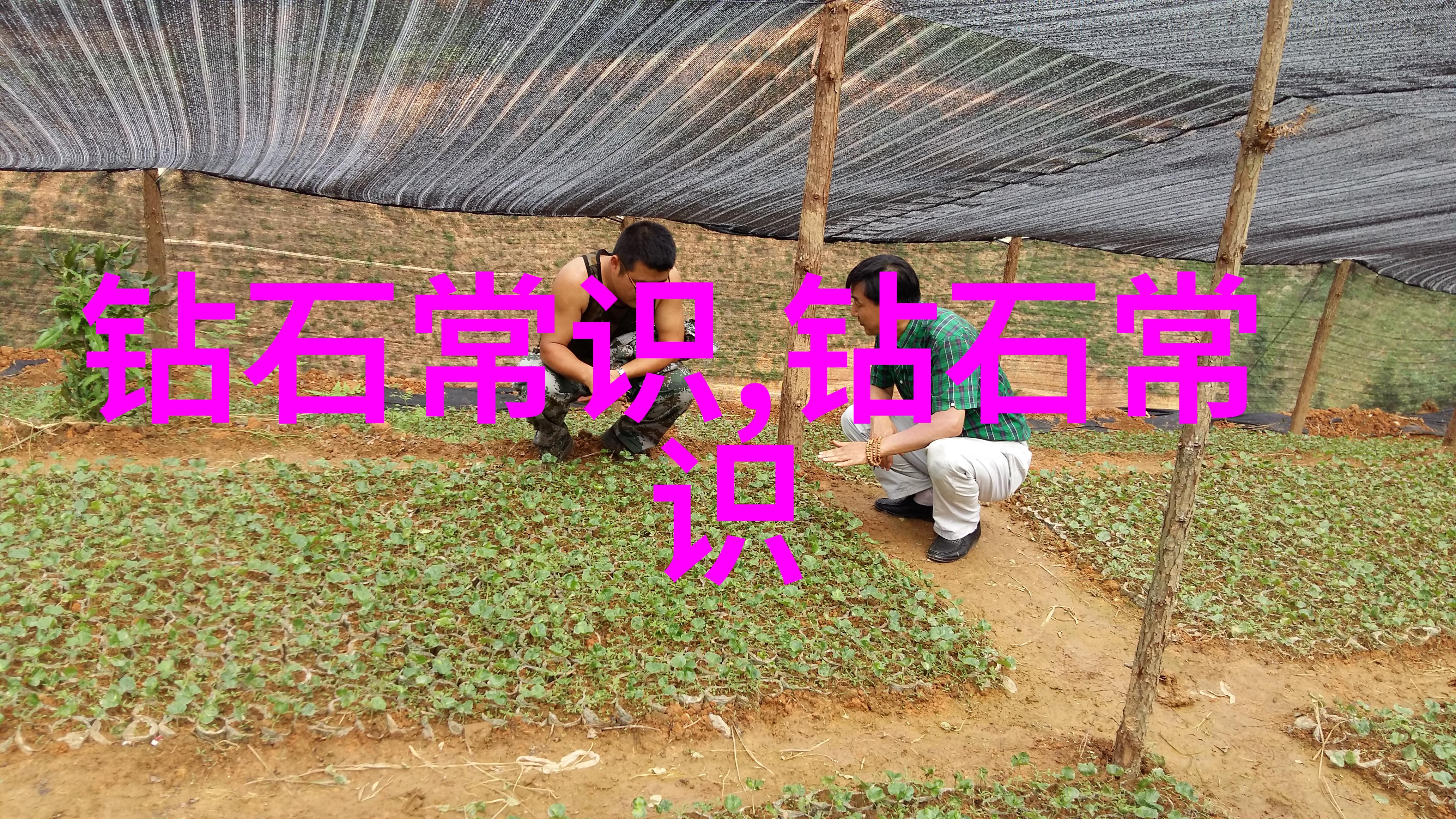 琥珀之谜带着光芒的禁忌