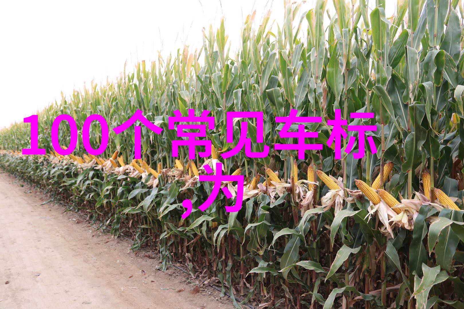 在市场上购买到疑似珍贵玉石时怎样才能快速辨别它们是否值得投资