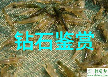 翡翠鉴定艺术精确识别真假翡翠的技巧与方法