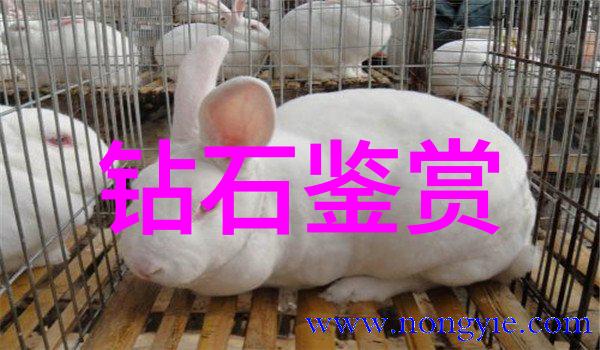 睡前故事哄女朋友每晚的梦境我如何用最温柔的声音为她编织夜空下的奇幻篇章