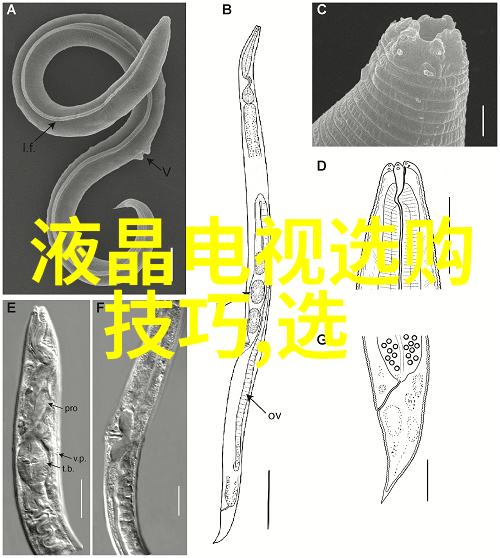 全球珠宝排行系统探究传统与现代之美的价值评估与市场趋势分析
