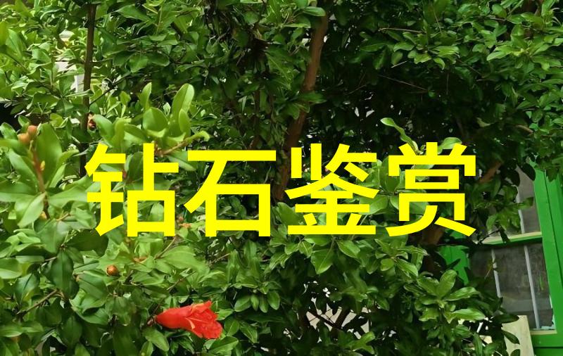 表现艺术-展现才华的多种方式啥表现能让你脱颖而出
