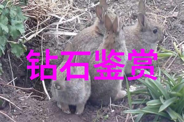 婚戒定制我要定个自己心仪的爱情守护者了