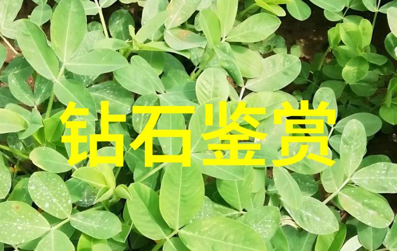 文化的定义是什么-探索传承与创新文化身份的多维度解析