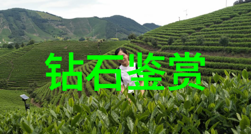 龙腾虎跃与凤舞蝶飞中国传统文化的反差篇