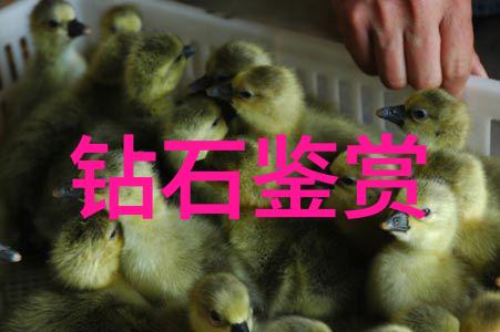从0到英雄学动画的奇幻冒险