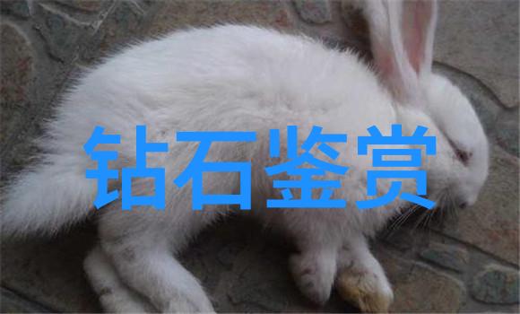 5G影讯与5G探花多人运动时代的新篇章