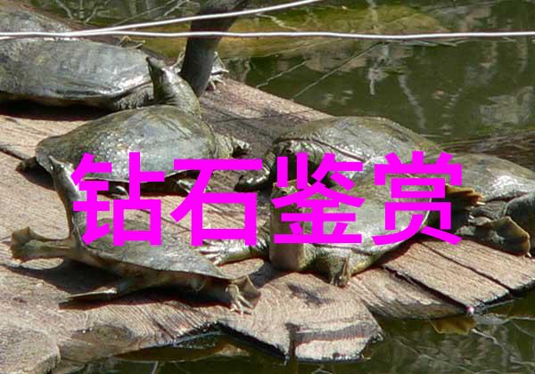 珠宝常识-精彩纷呈揭秘珠宝世界的奥秘与魅力