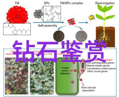 翡翠品质之鉴揭秘这块绿玉是否值得你珍藏