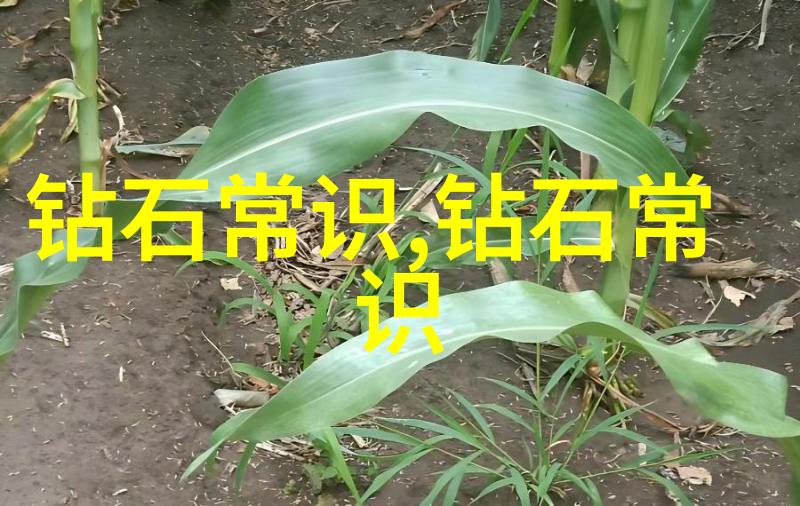 钻石珠宝首饰图片高端钻石耳环的光彩