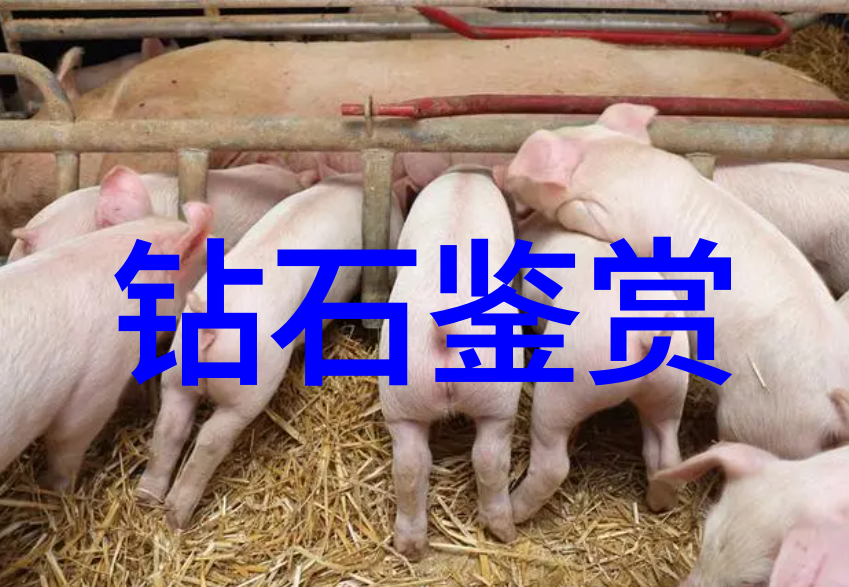 宝石和玉石有什么区别咱们来聊聊