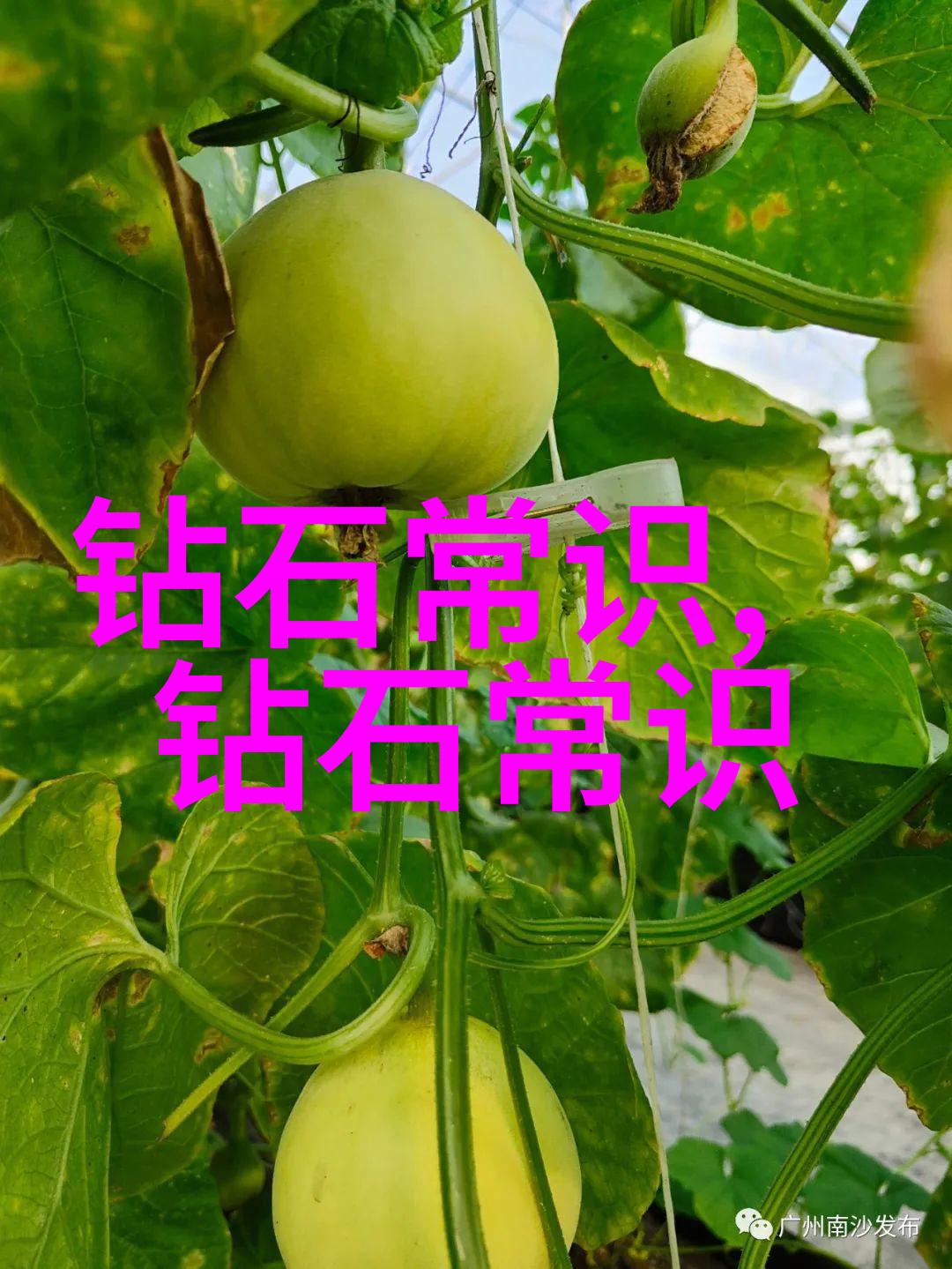 探索地方文化的多样性与深度