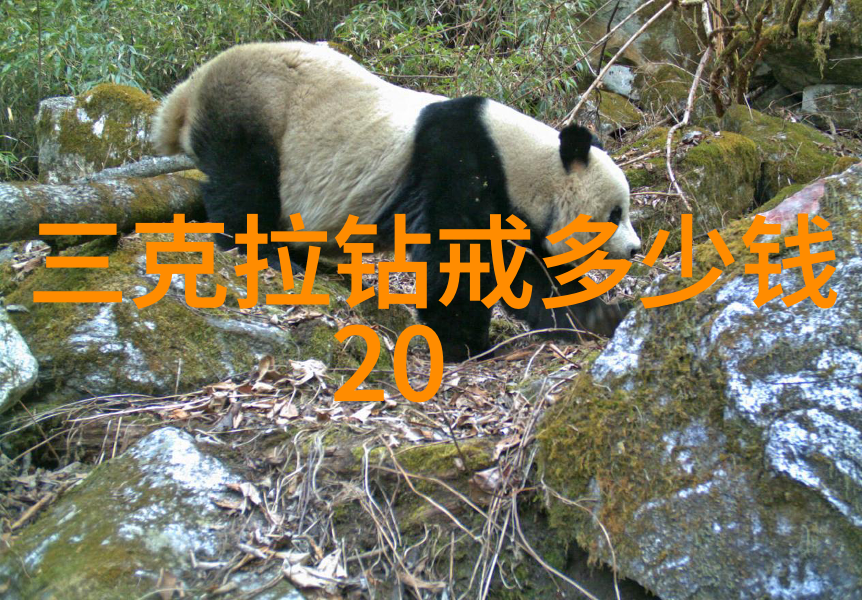 探索中国古代书法艺术墨池中的诗意