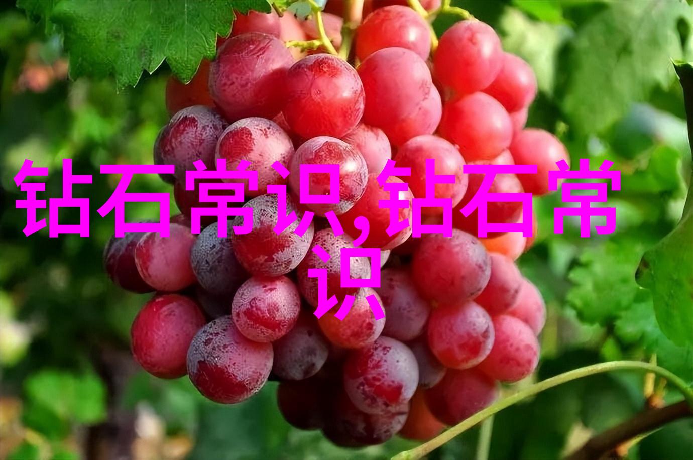视频中的扇贝夹C技巧宝宝的智慧与乐趣