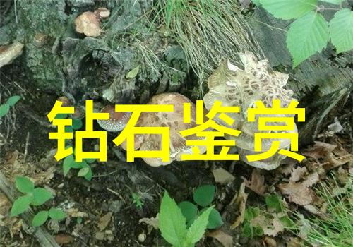 中国地质大学珠宝鉴定专业学术研究与实践的结合