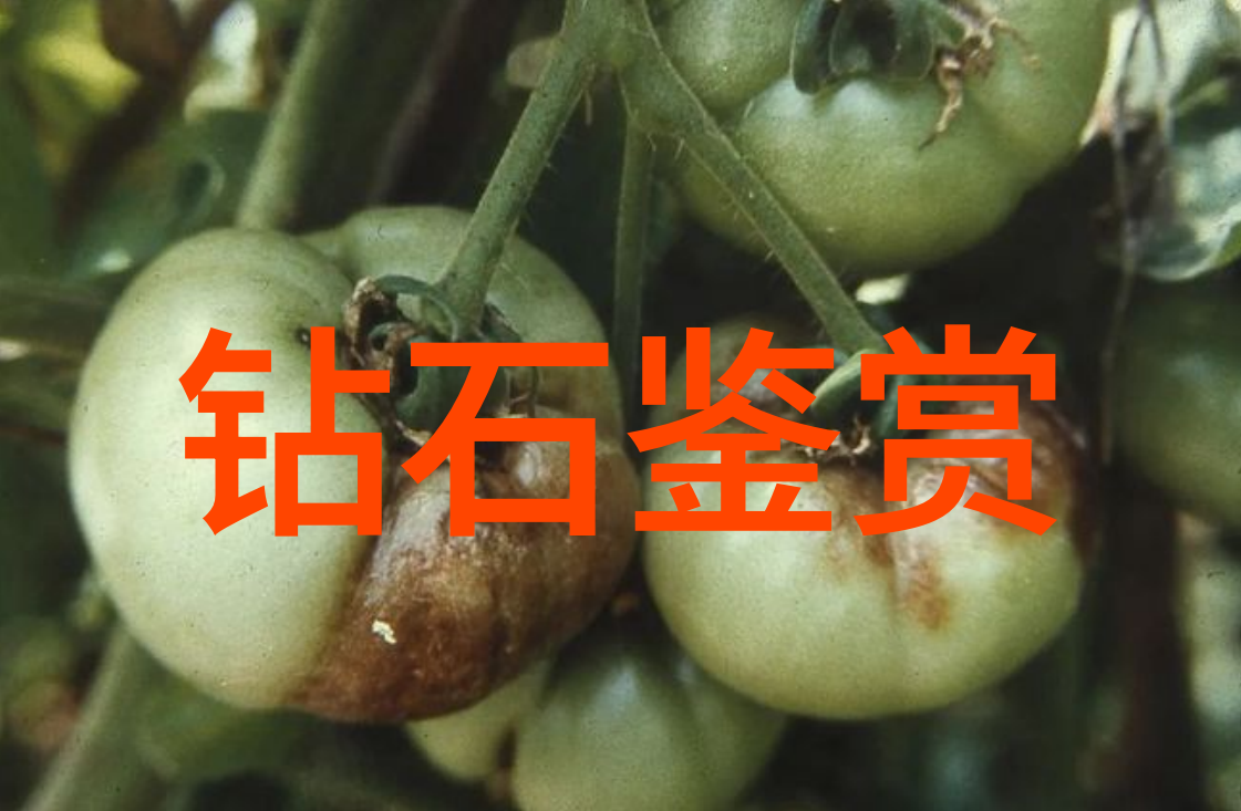 老年生活-bgmbgmbgm老妇60静谧岁月的编织