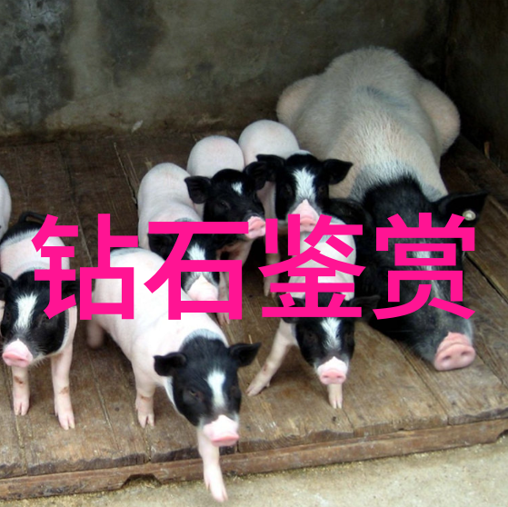 室内环境设计我是如何在小户型里创造出舒适宜人的生活空间