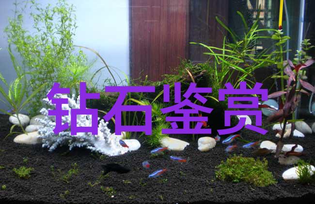 翡翠宝石的真伪与购买指南揭秘哪里能买到真正的天然翡翠