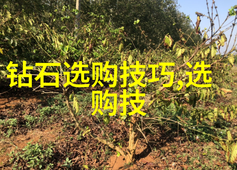 大专教育的多样化专业选择