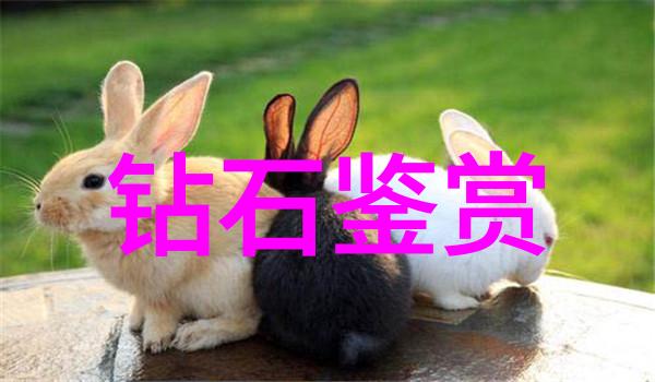 守护音符的传承布契拉提与音乐的永恒旋律