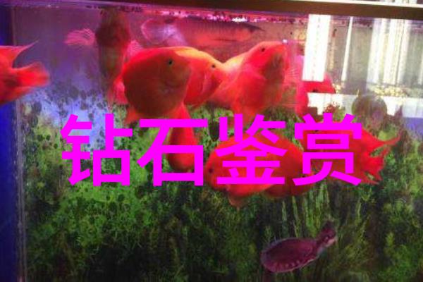 文化的魅力与深度探索传统与现代融合之路